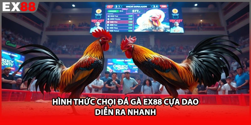 Hình thức chọi đá gà EX88 cựa dao diễn ra nhanh
